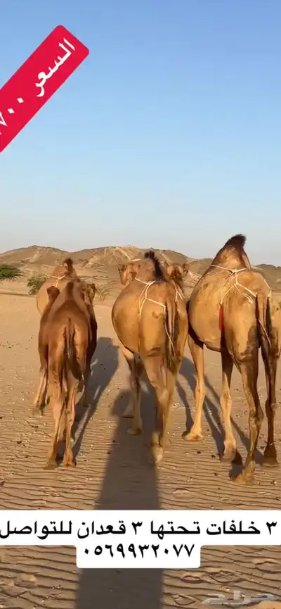 خلفات سواحل(( تم البيع )) 10