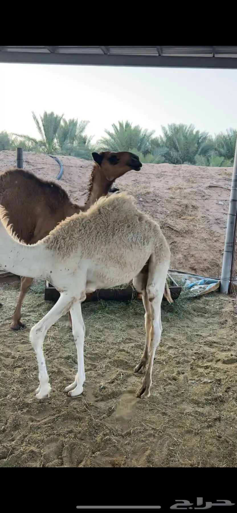 حشو للبيع 2
