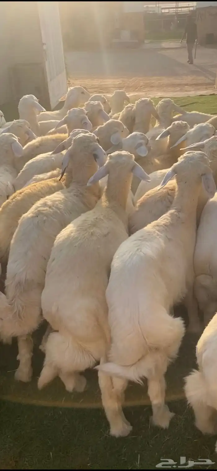 ذبايح منسبات مع الطبخ والذبح والتوصيل او تستلم من الموقع 7