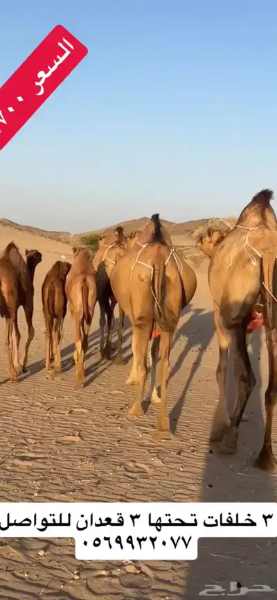 خلفات سواحل(( تم البيع )) 2
