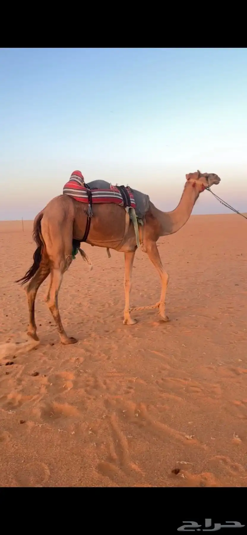 رحول ابل للبيع طوع رقم واحد 3