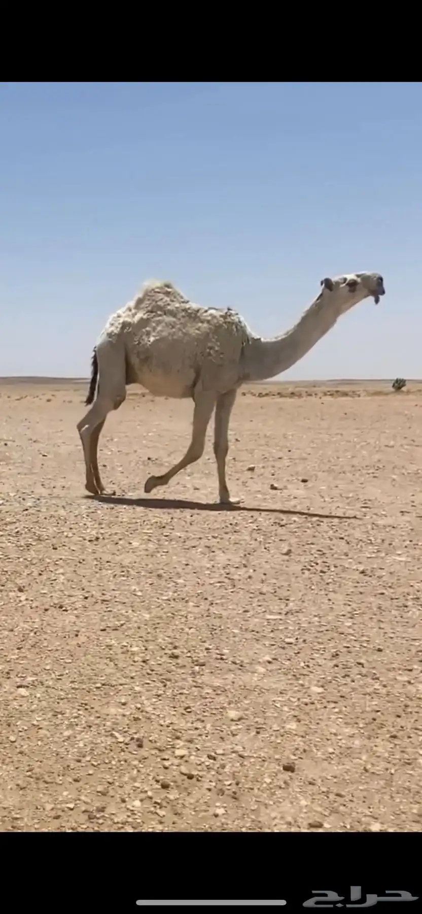 للبيع قعود كفو 0