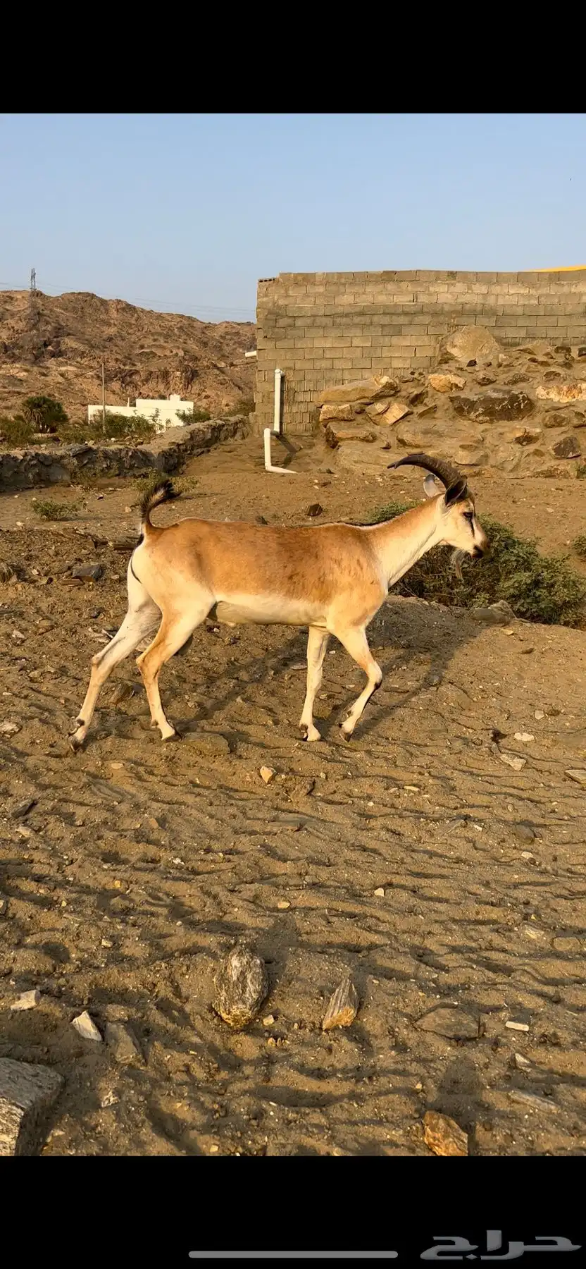 هجين وعل 0