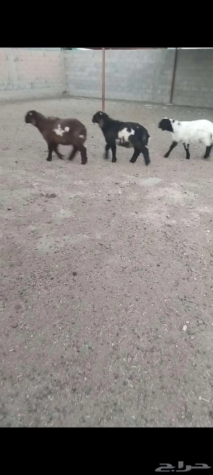 هرافي 36