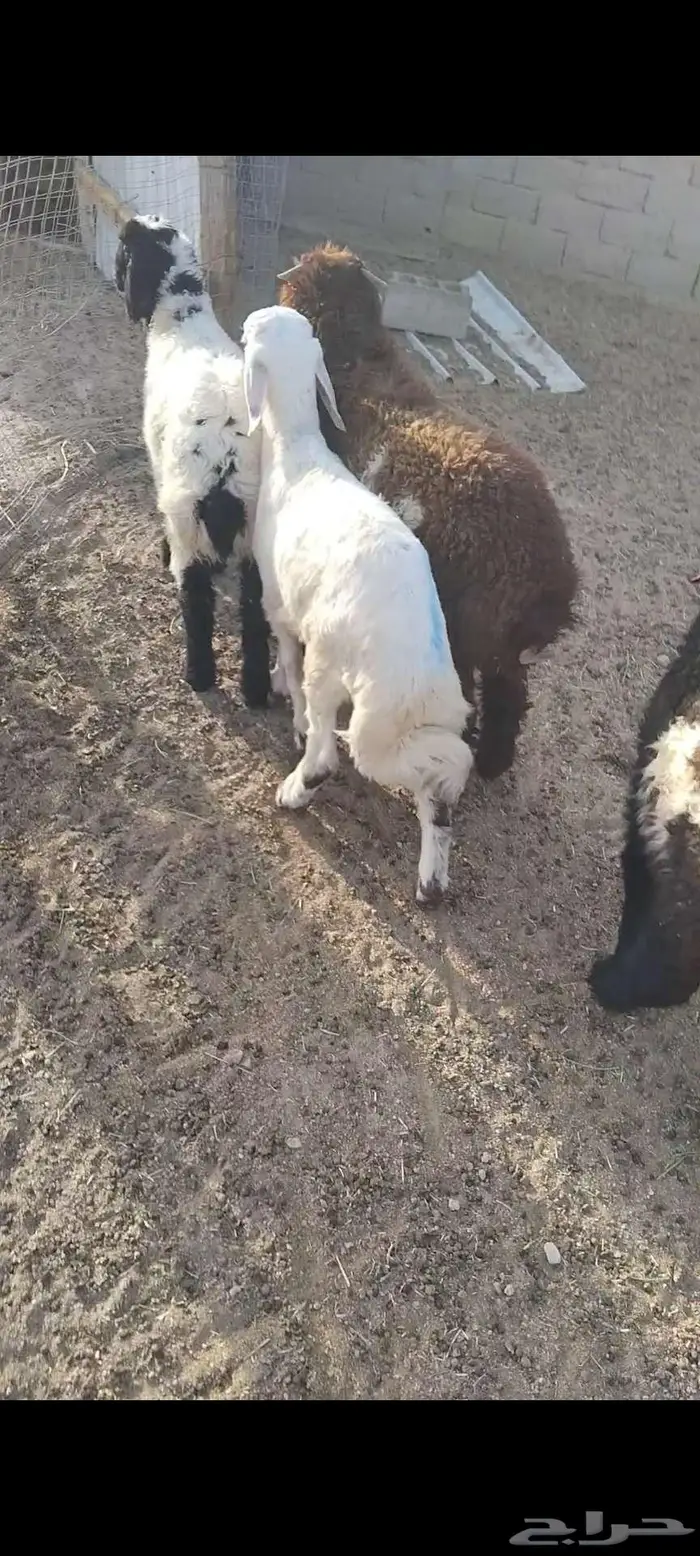 هرافي 26