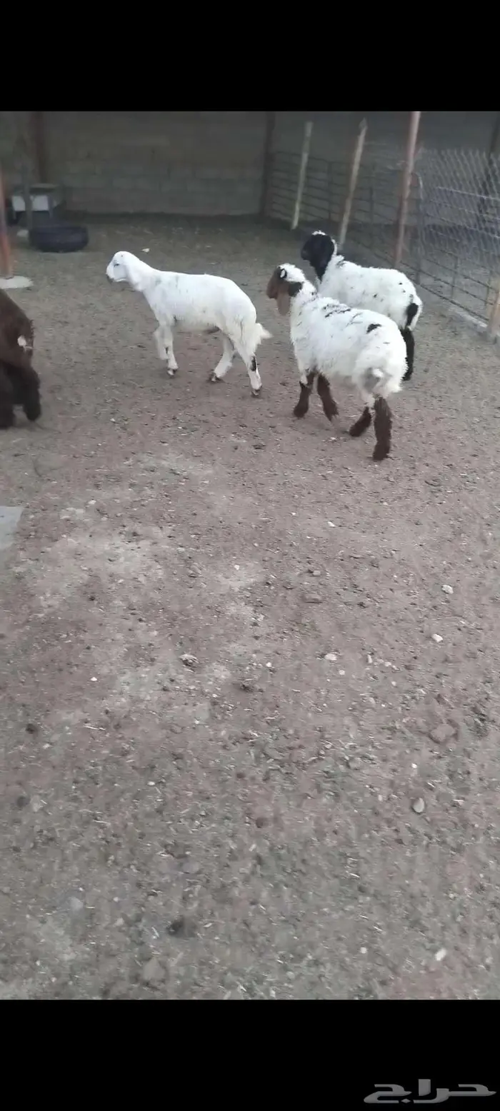 هرافي 10