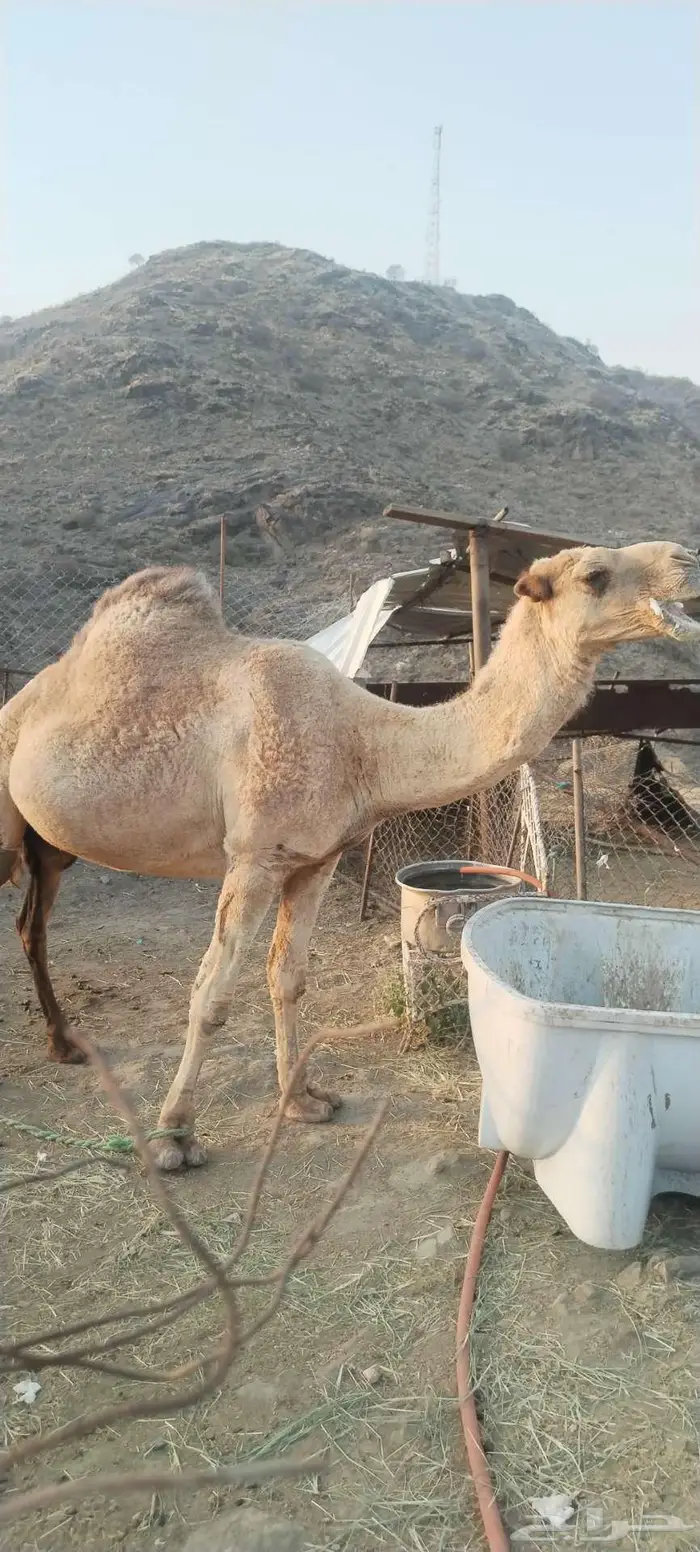 ناقه للبيع 1