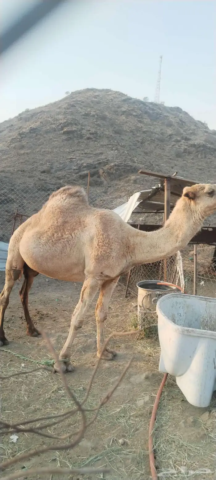 ناقه للبيع 3