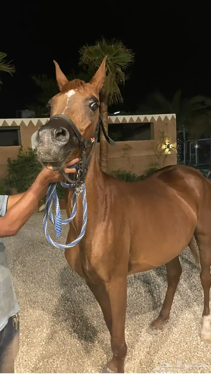 فرس ومهره للبيع عربيه معرفه حفيدة عجمان 0