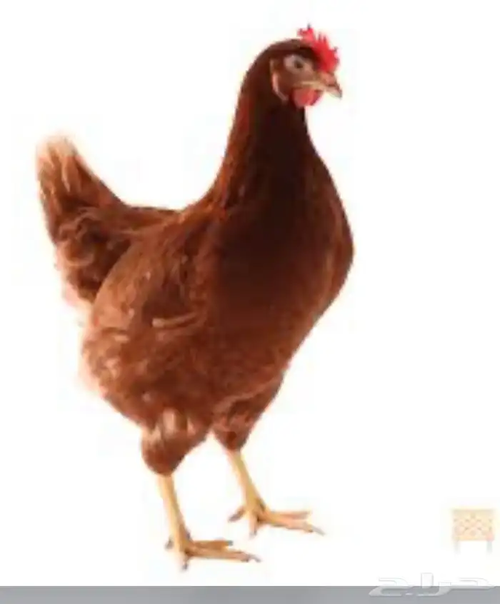 مطلوب دجاج لوهمان أو صيصان 1