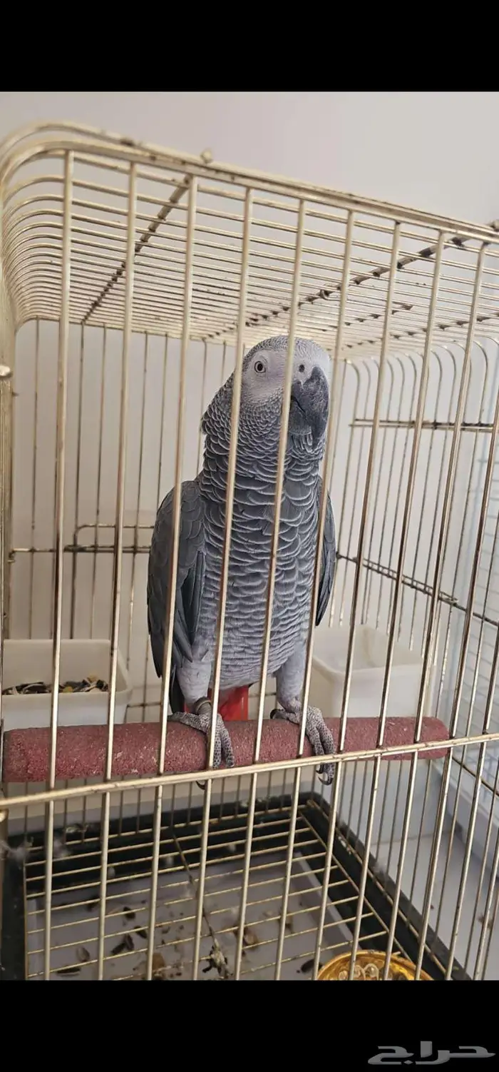 ذكر كاسكو تم البيع 3