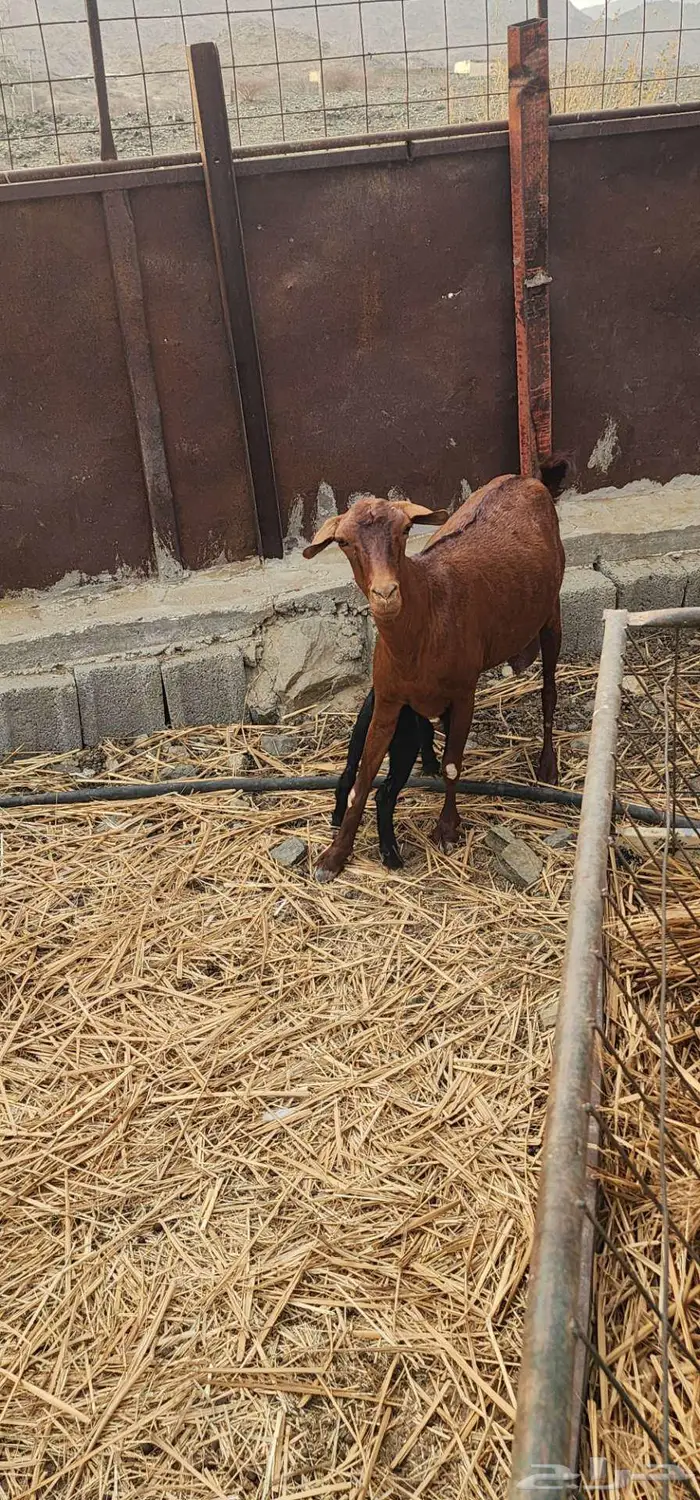 ثلاث معزا مواليد تم البيع 0