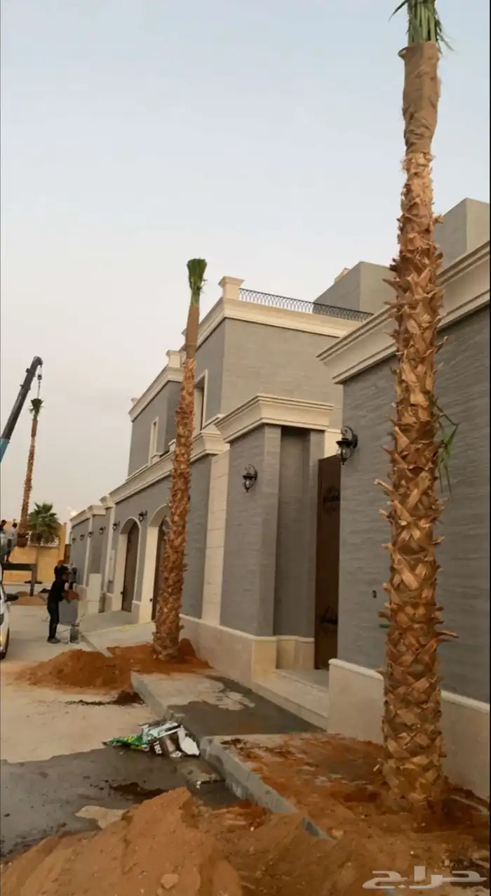 نخيل واشنطوني زينة امريكي 6