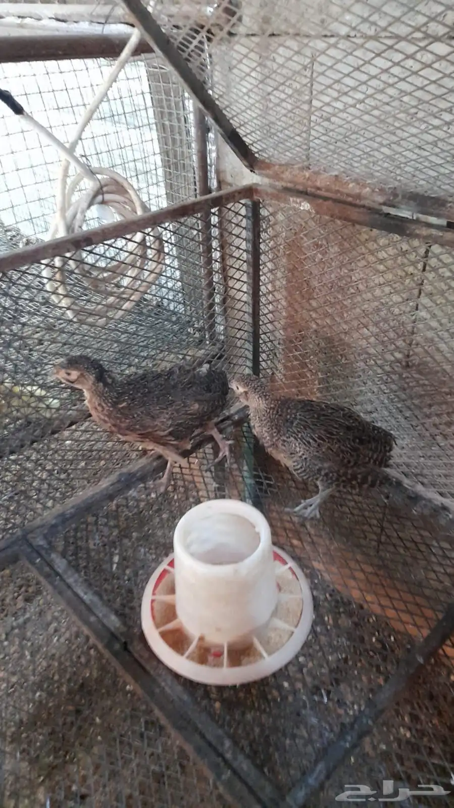 فزنت امريكي 200 ريال الجوز جملة 4