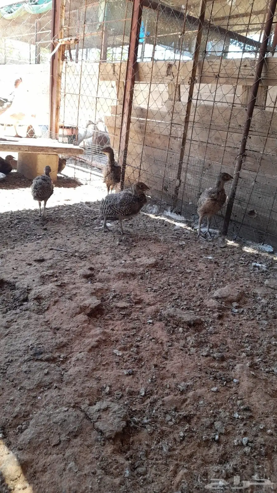 فزنت امريكي 200 ريال الجوز جملة 1