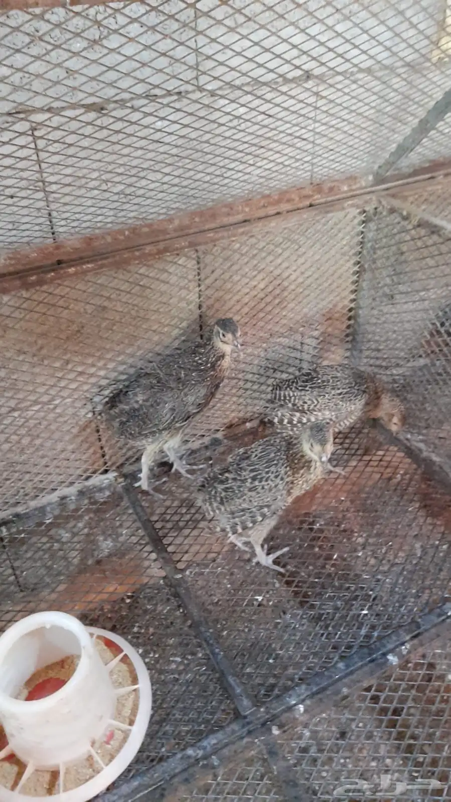 فزنت امريكي 200 ريال الجوز جملة 2