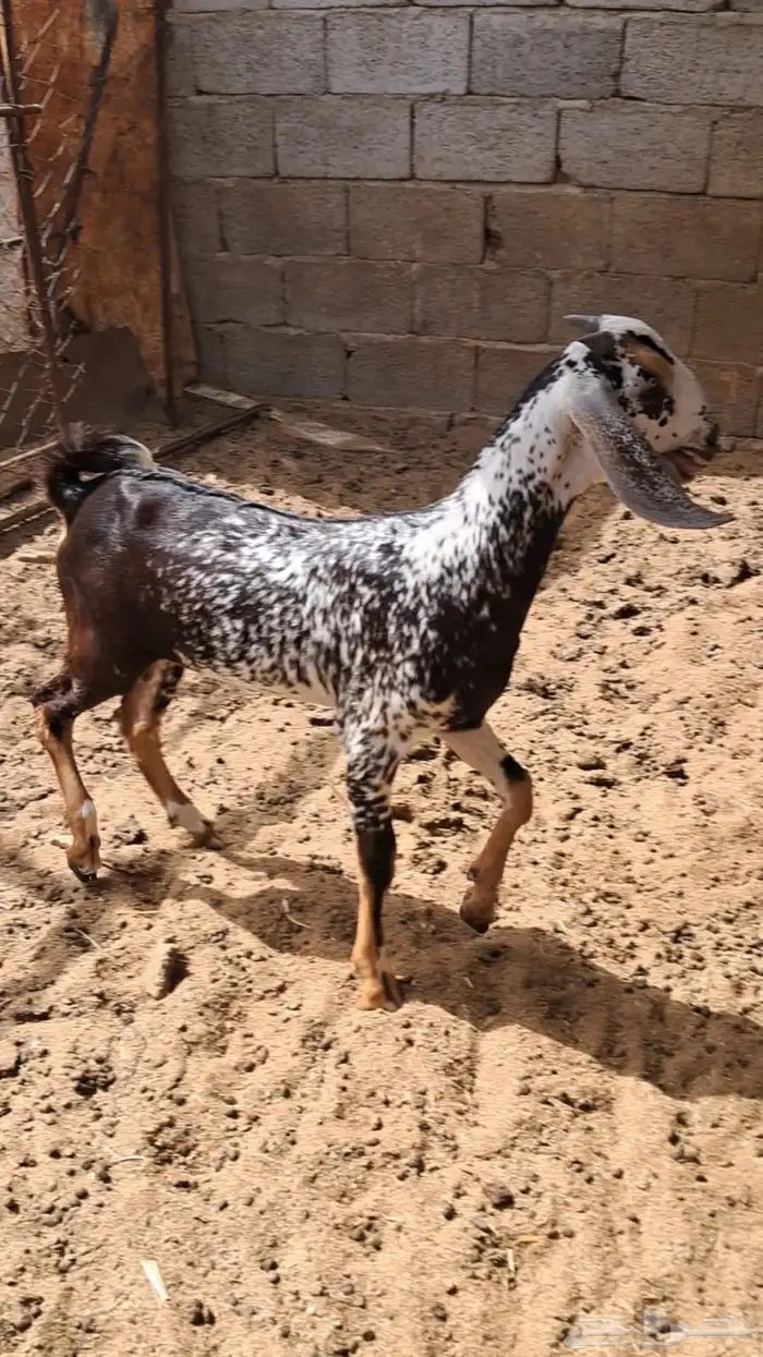 مشروع فحل 2