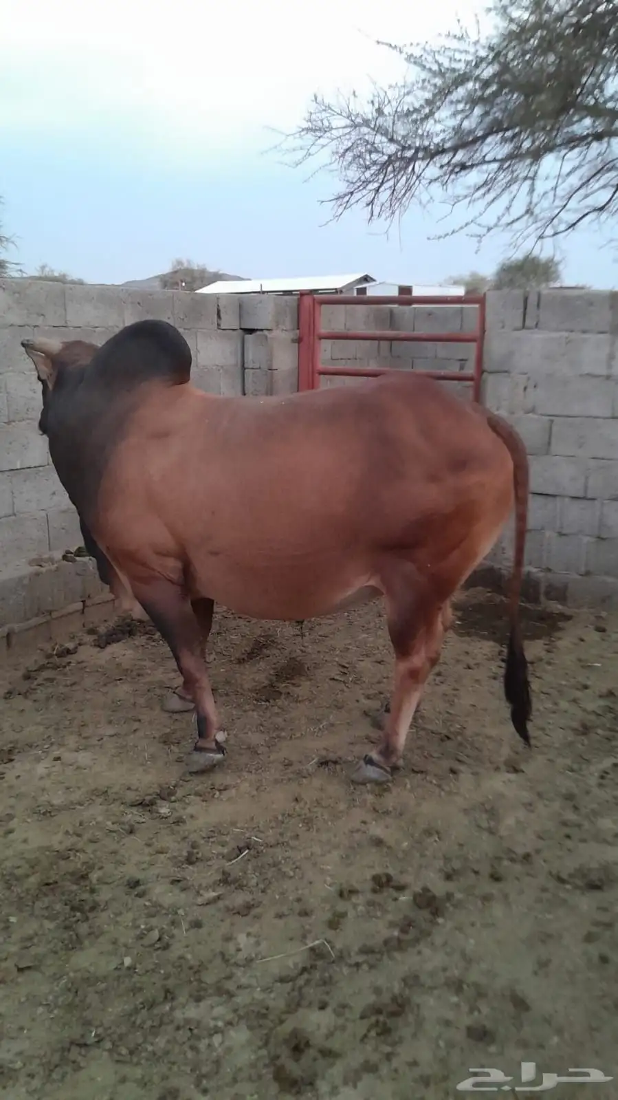 ثور بلدي 0