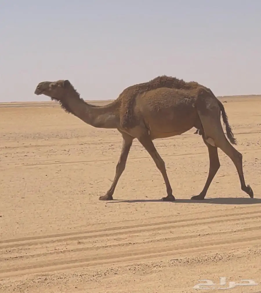 خلفه صفرا سنها سديس 0