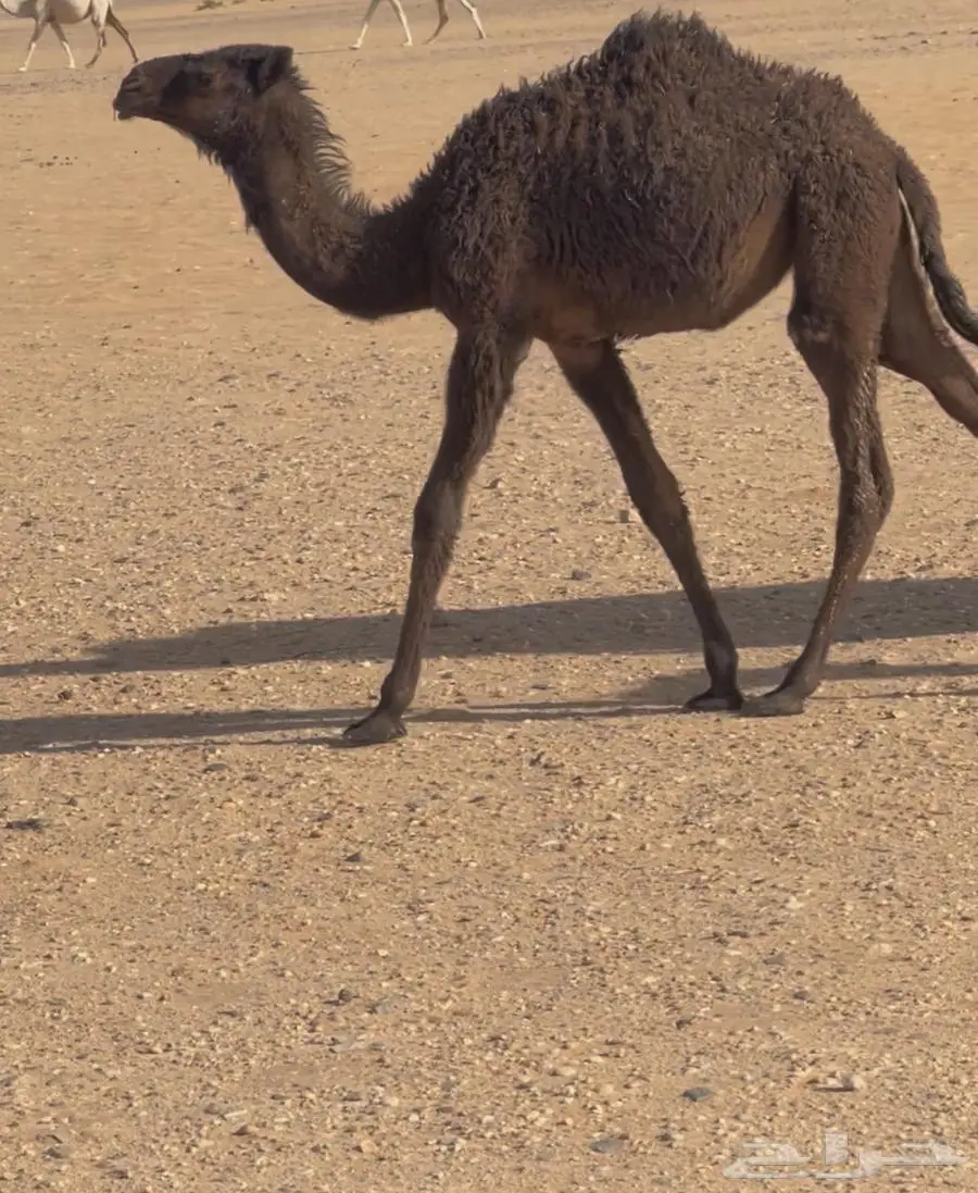 خلفه صفرا سنها سديس 1