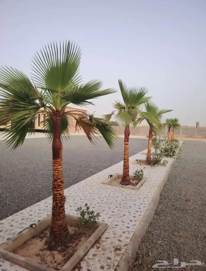 نخيل زينه واشنطني في خميس مشيط وابها 1