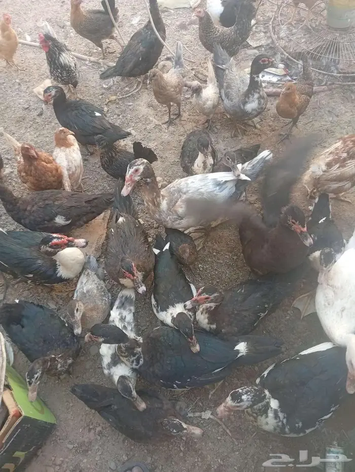 يوجد بط مصري او مسكوفي 3
