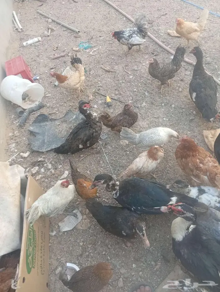 يوجد بط مصري او مسكوفي 2