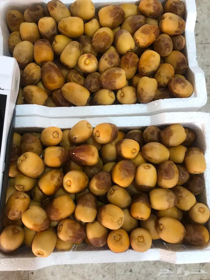 روثانة حبة كبيرة 0
