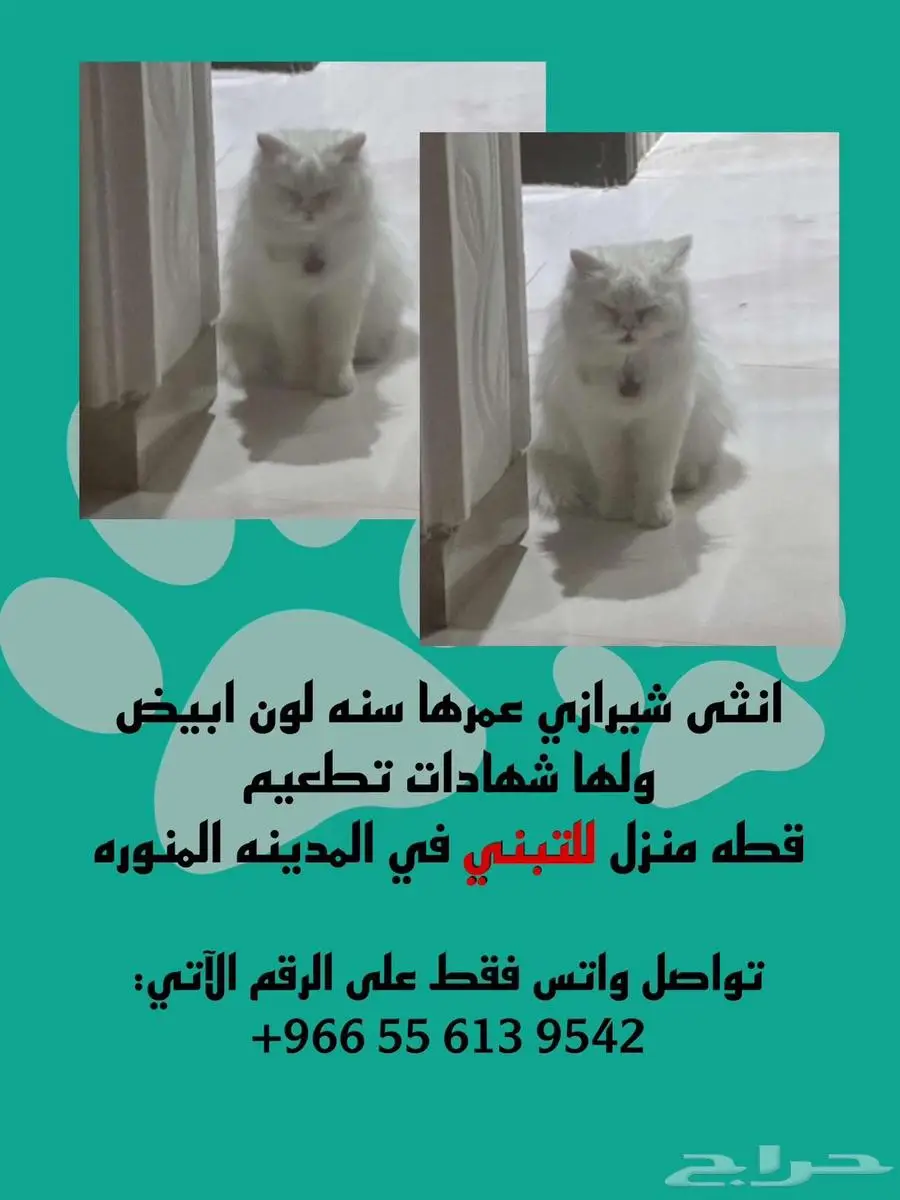 قطط للتبني 0