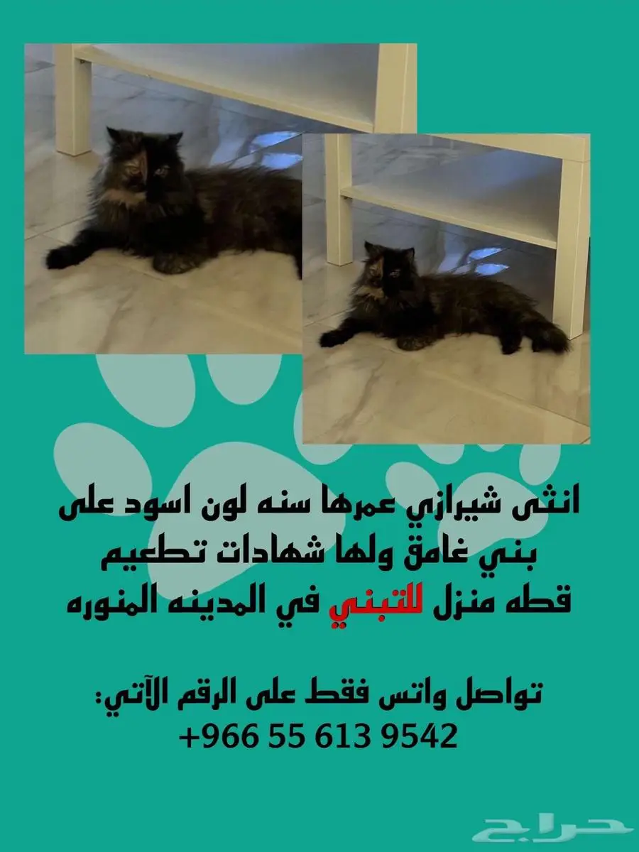 قطط للتبني 1
