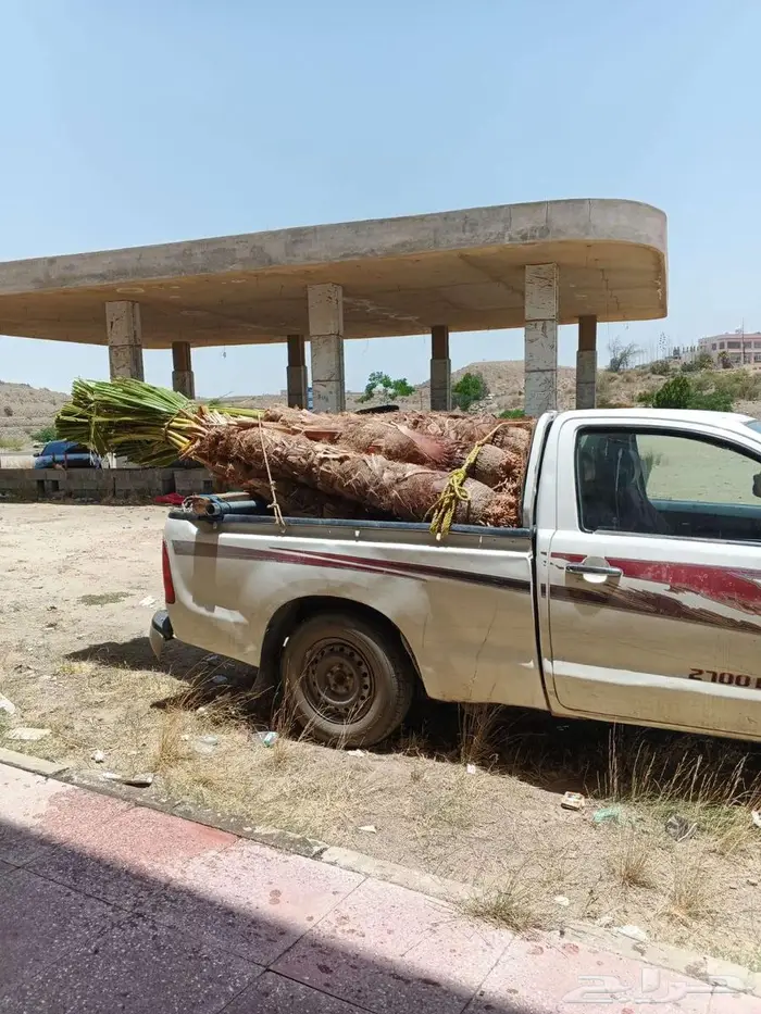 نخيل زينه واشنطني في خميس مشيط وابها 0