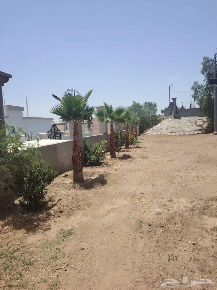 نخيل زينه واشنطني في خميس مشيط وابها 3