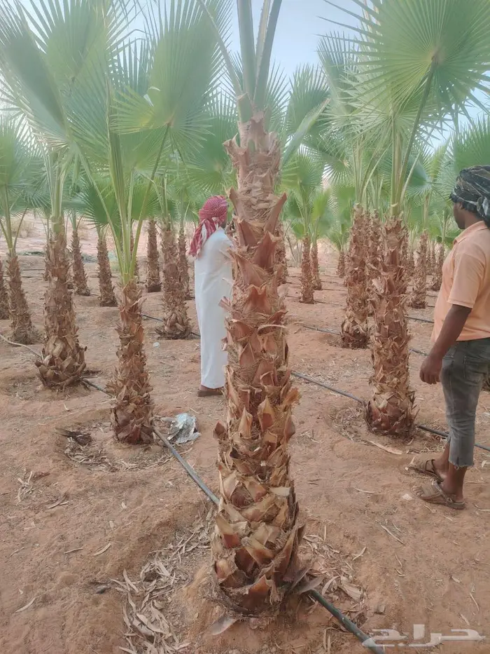 نخيل زينه واشنطني في خميس مشيط وابها 2