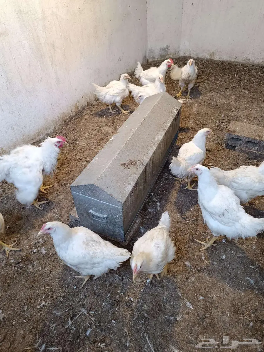 دجاج لاحم بياض 0