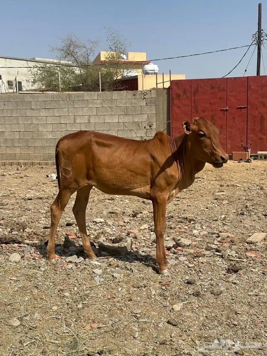 حسيل للبيع 3