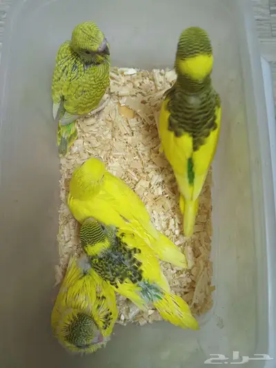 فروخ بادجي غر 1