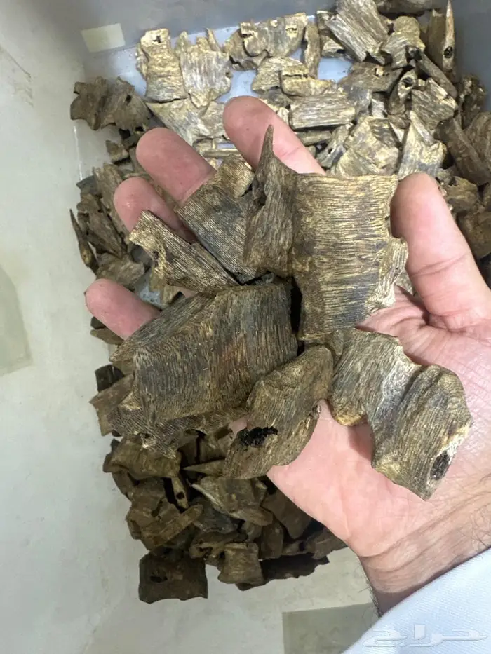 عود بأسعار جملة تصفية 0