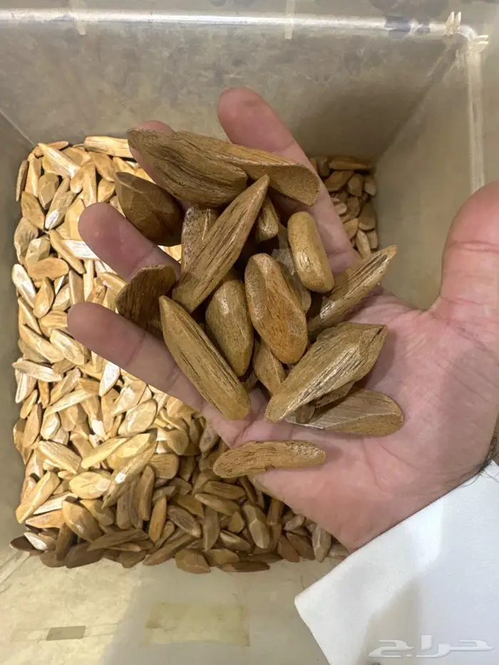 عود بأسعار جملة تصفية 2