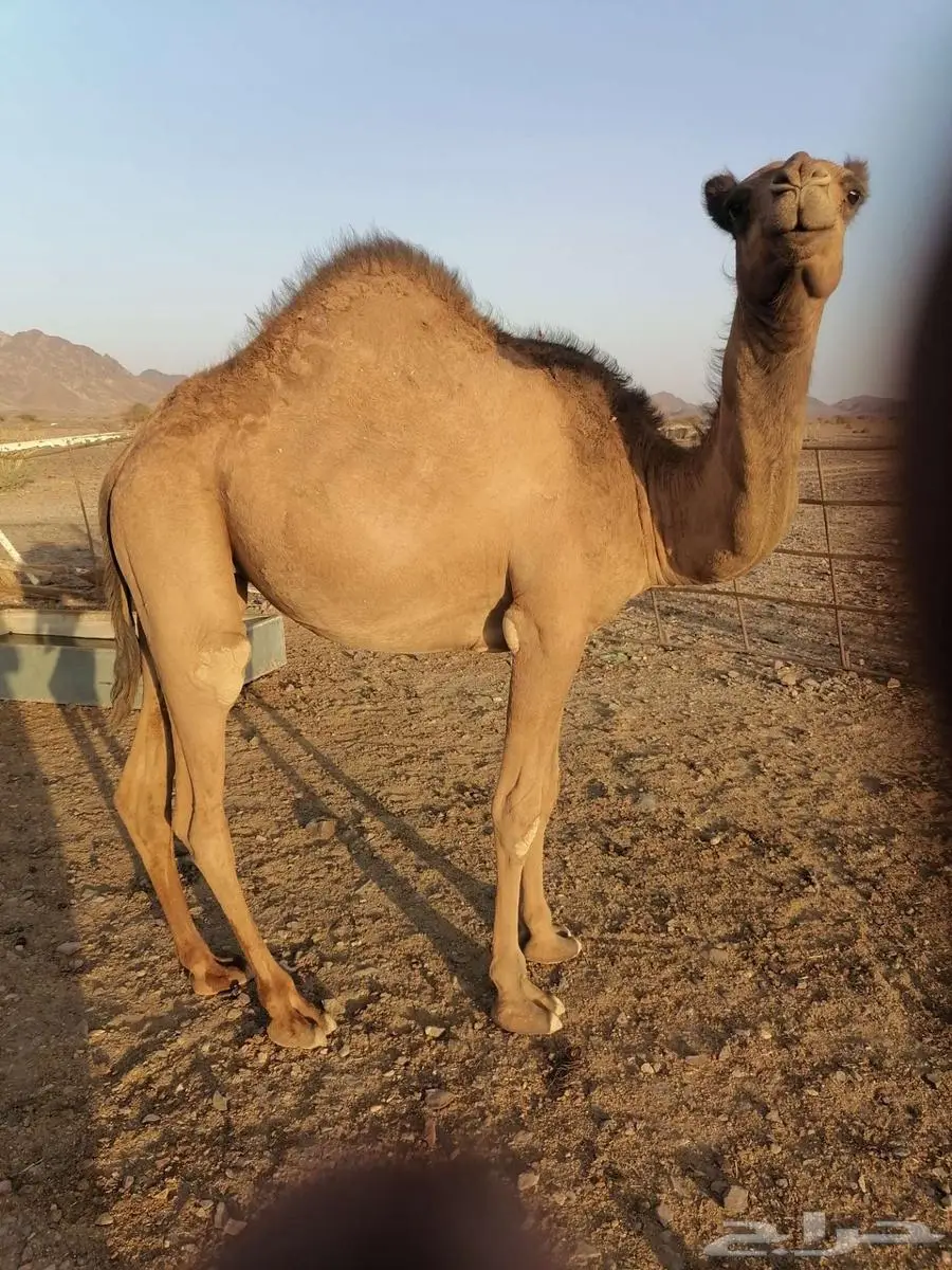 ابل 0