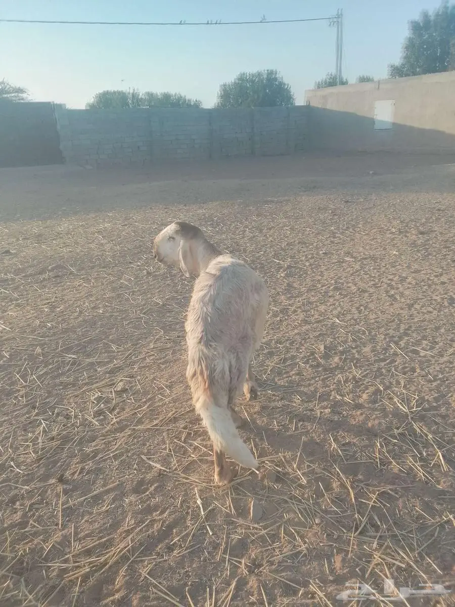 فحل درماني 0