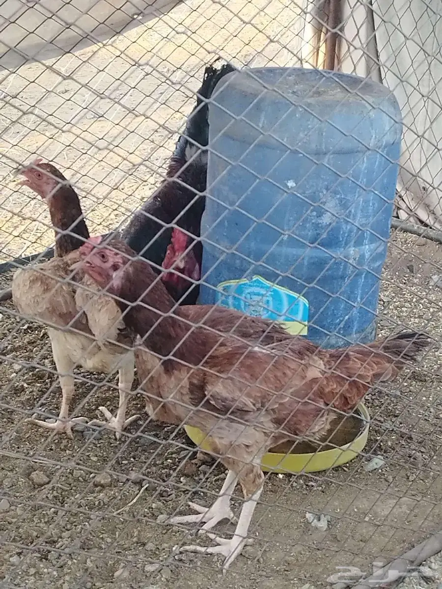 دجاج باكستاني 2