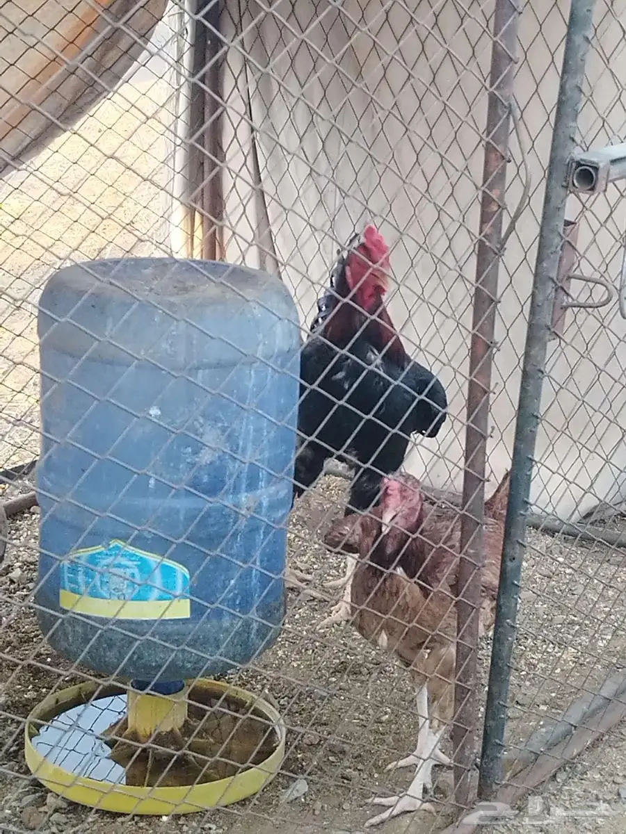 دجاج باكستاني 1