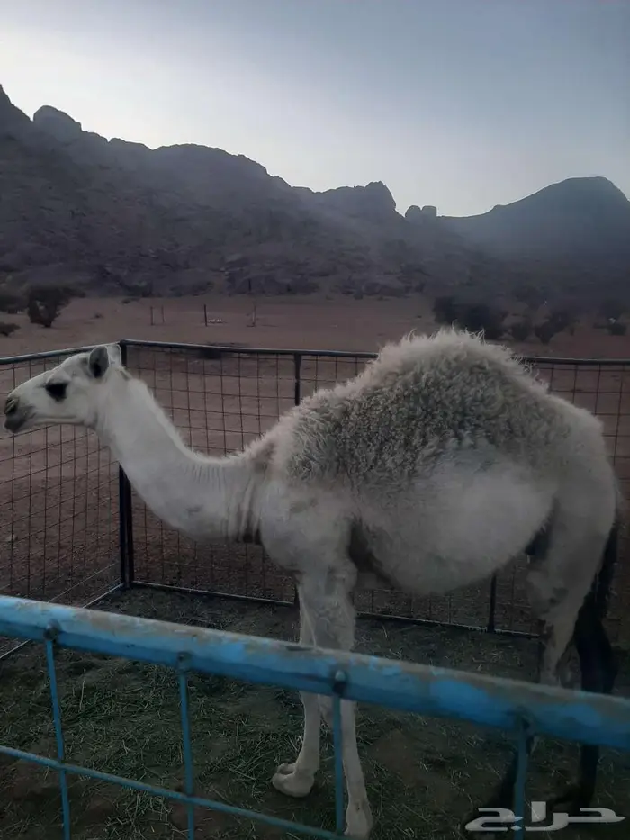 قعود طيب وسمين فل 1