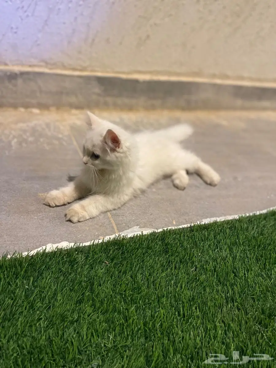 قطة للبيع 3