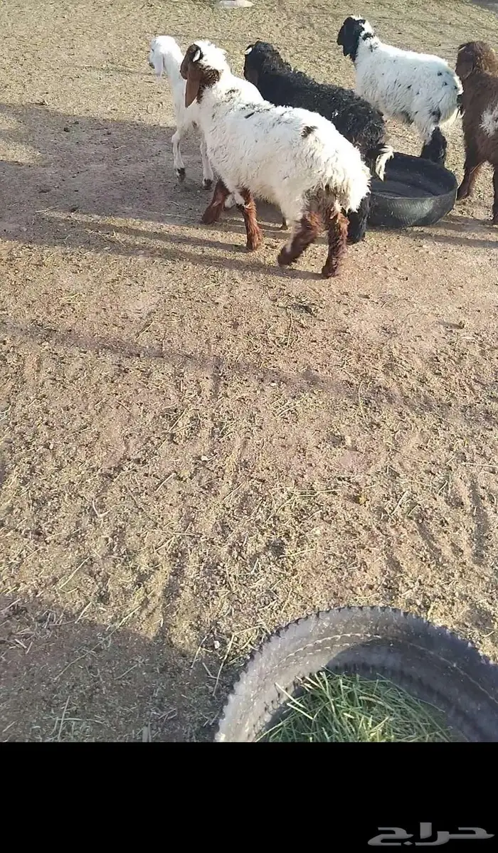 هرافي 22