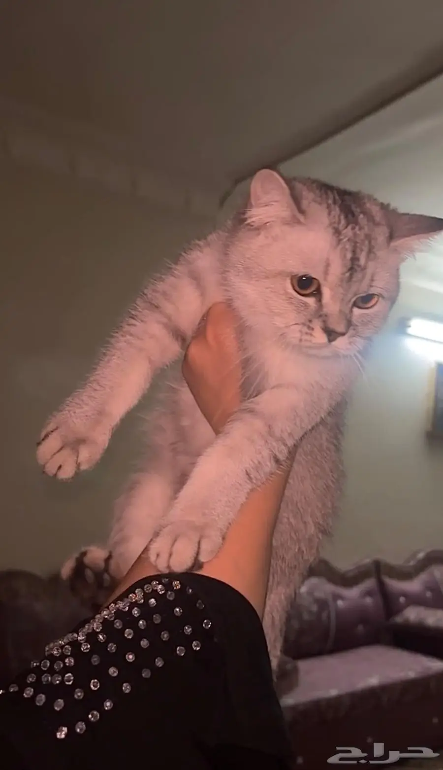 سكوتش للبيع 1