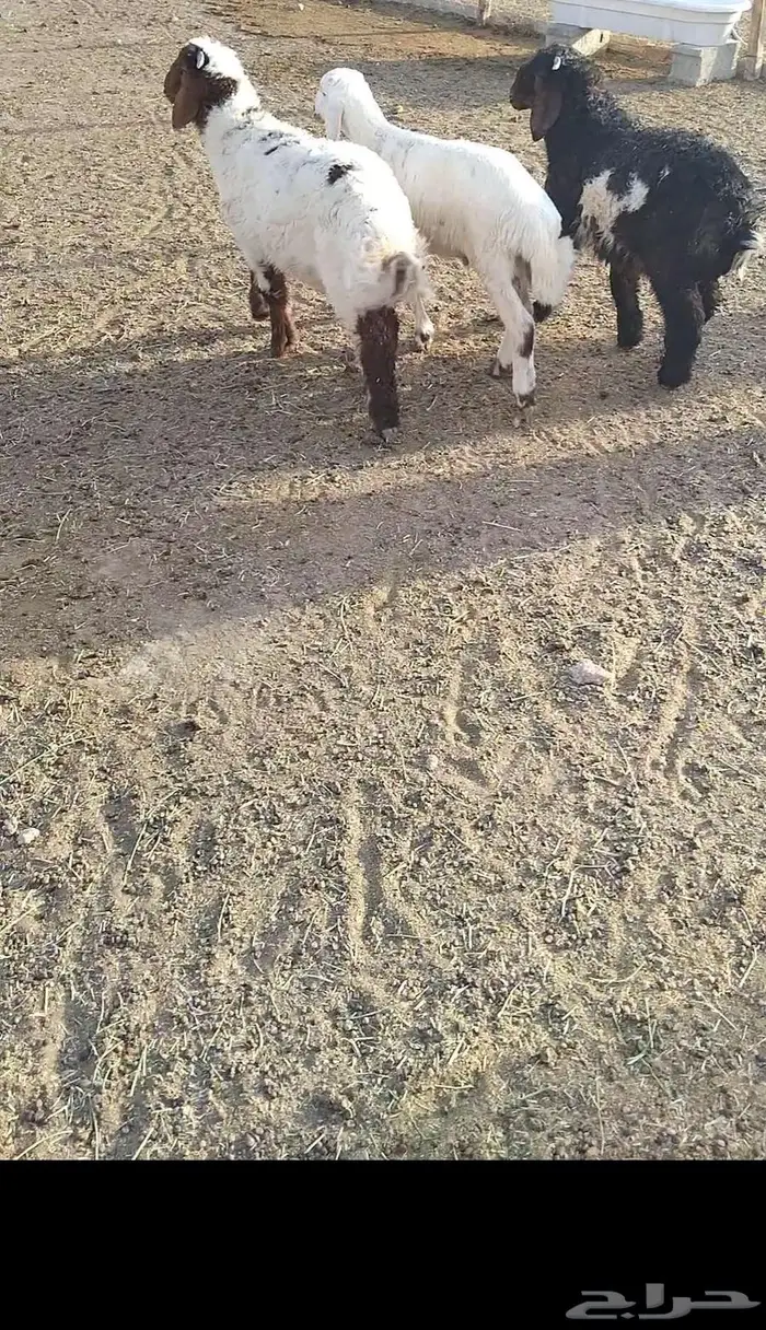 هرافي 13