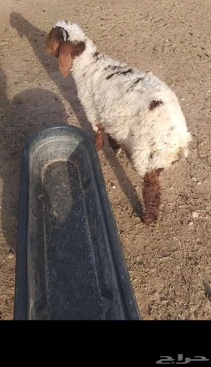 هرافي 19