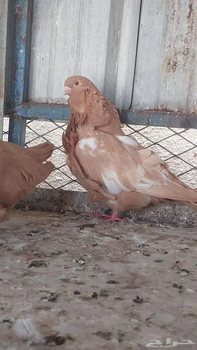 للبيع زوج كشكش خوارج 4