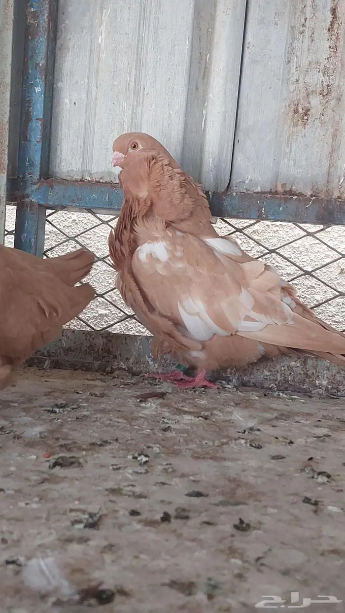 للبيع زوج كشكش خوارج 4